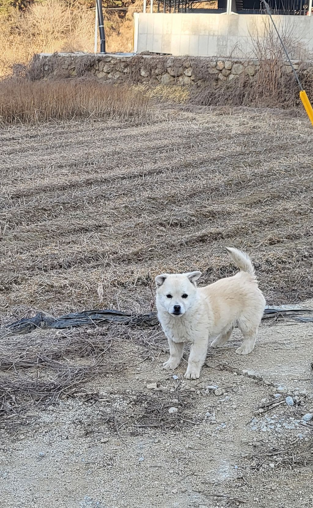 모르는 새끼강아지가 자꾸 쫓아와서.... (어쩌다보니 임보중..) | 인스티즈