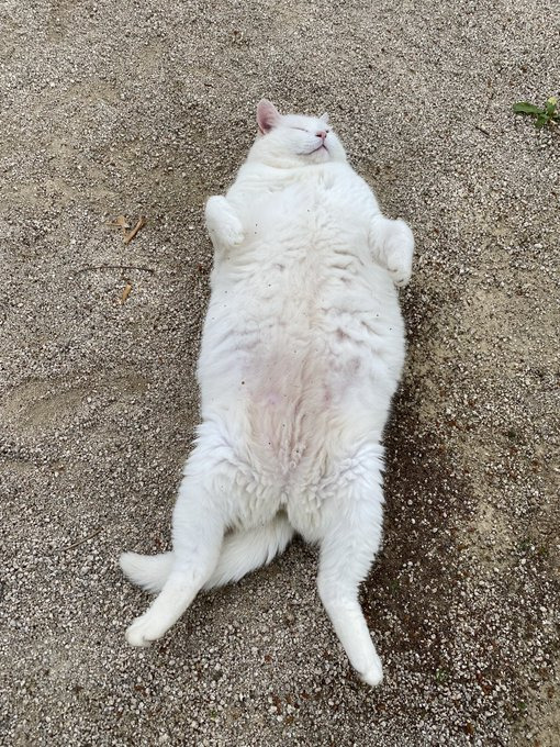 절 고양이 복길이 | 인스티즈