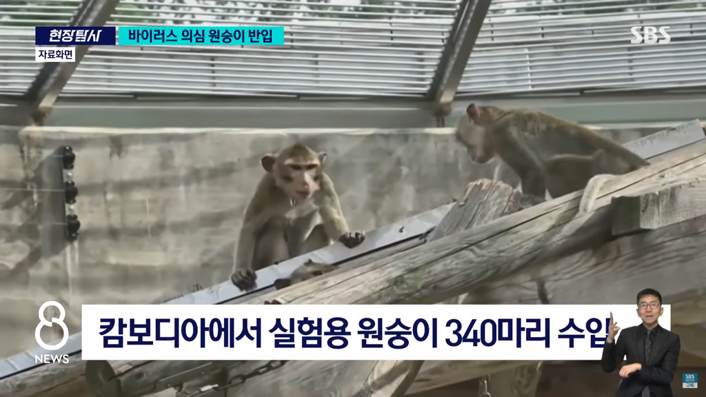 바이러스 의심 원숭이 반입 뉴스 | 인스티즈