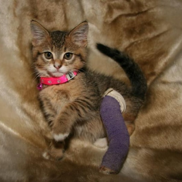 깁스 한 아기 동물들 | 인스티즈