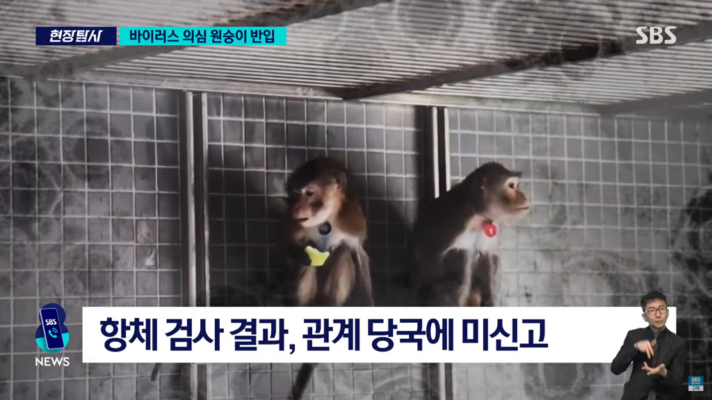 바이러스 의심 원숭이 반입 뉴스 | 인스티즈