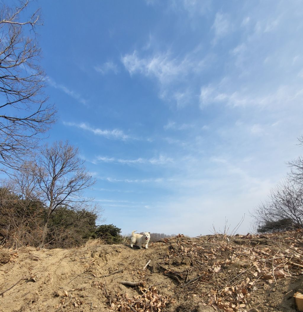 모르는 새끼강아지가 자꾸 쫓아와서.... (어쩌다보니 임보중..) | 인스티즈
