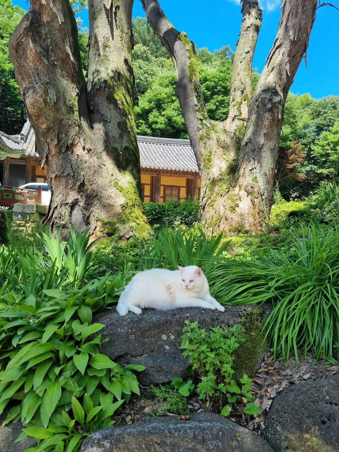 절 고양이 복길이 | 인스티즈