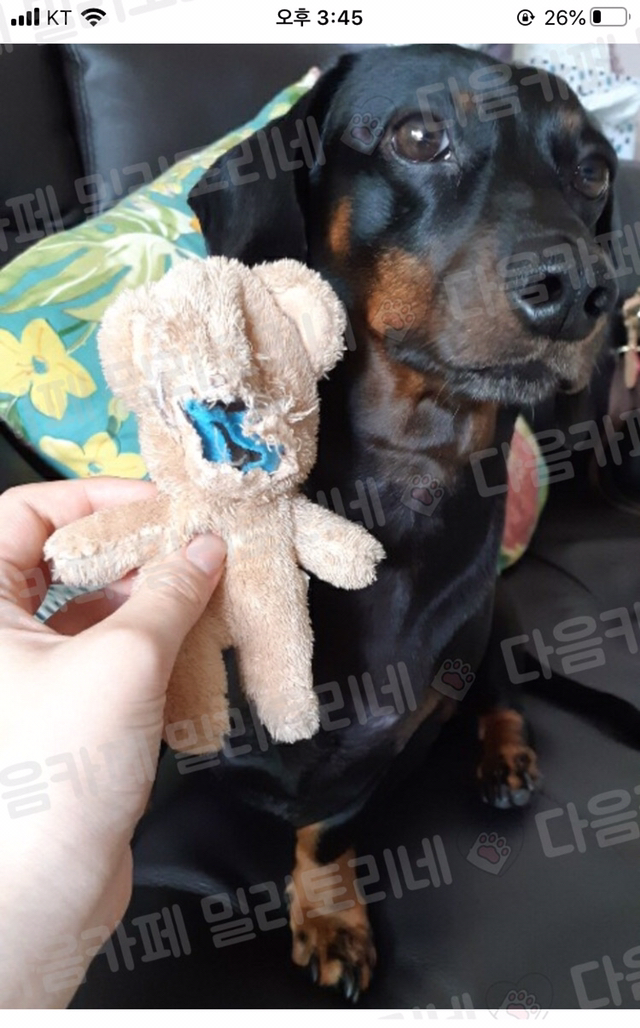 [냥공포] 내 친구 스너글의 최후 볼 사람...(잔인주의) | 인스티즈