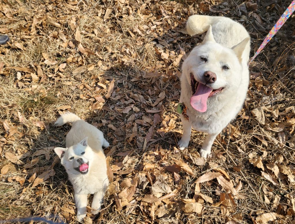모르는 새끼강아지가 자꾸 쫓아와서.... (어쩌다보니 임보중..) | 인스티즈