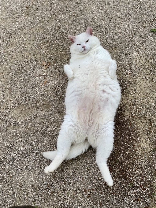 절 고양이 복길이 | 인스티즈