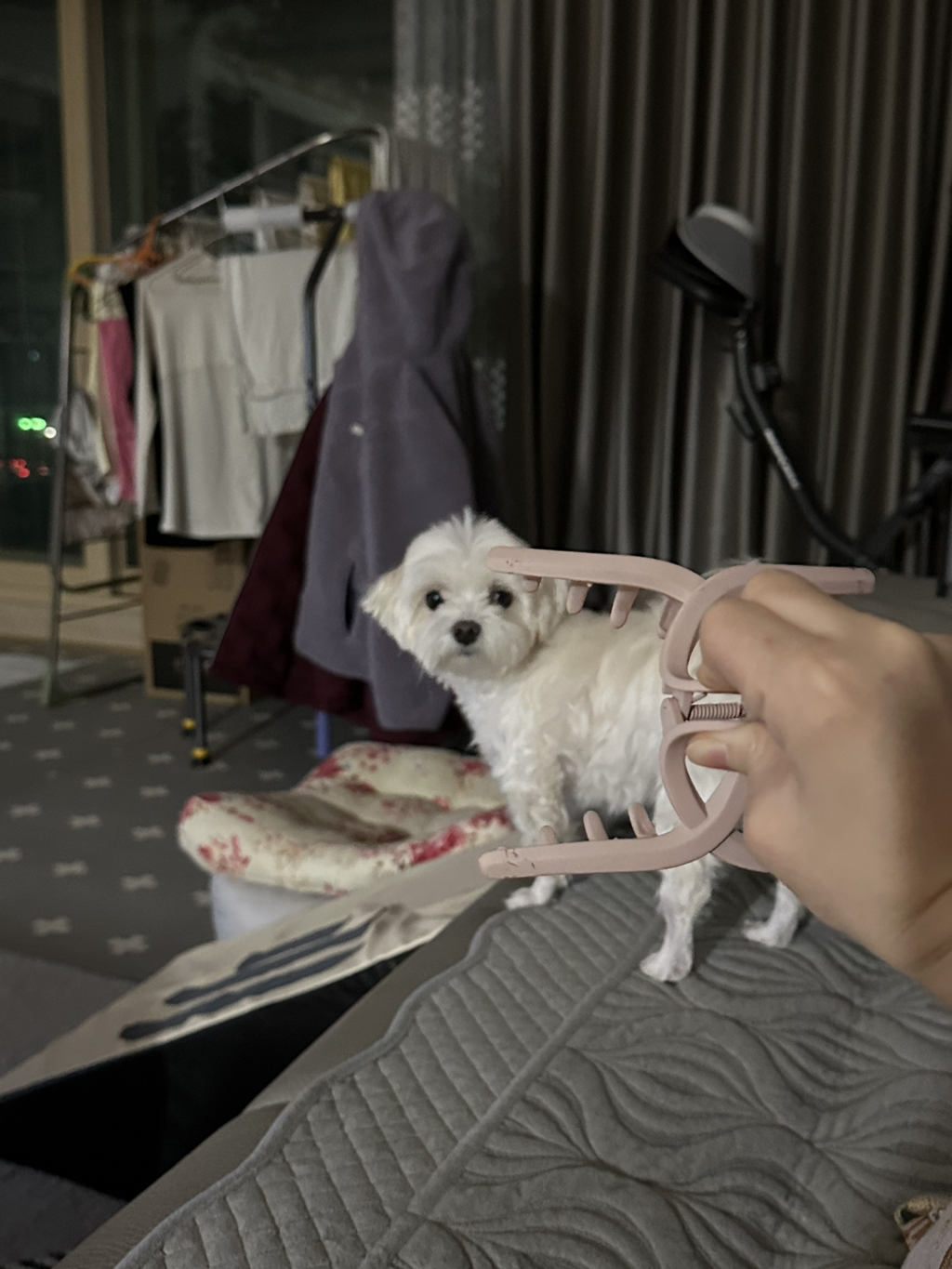 집게핀 무서워하는 강아지 | 인스티즈