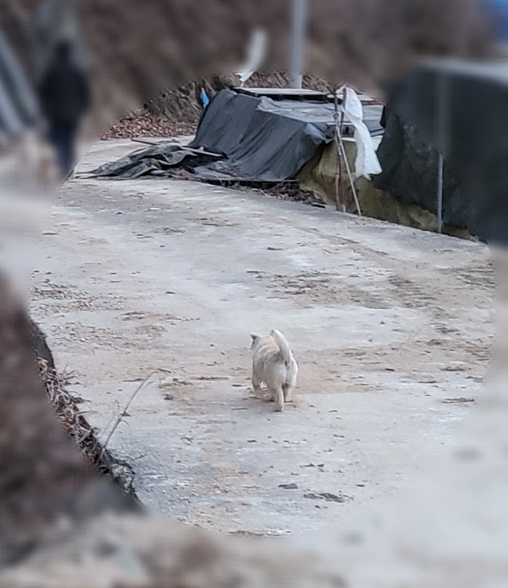 모르는 새끼강아지가 자꾸 쫓아와서.... (어쩌다보니 임보중..) | 인스티즈