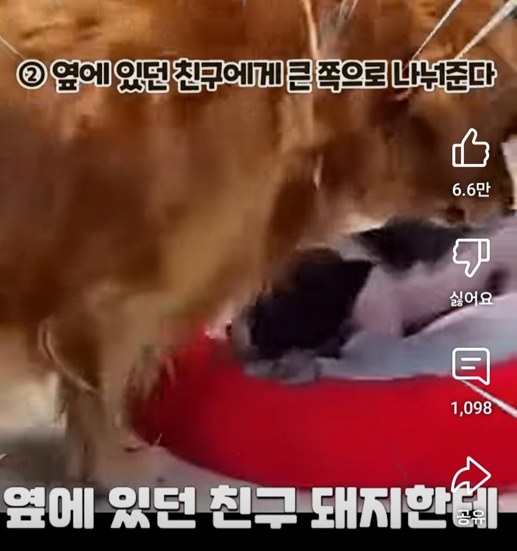 골댕이의 간식을 8:2로 잘라줬을때 반응 | 인스티즈