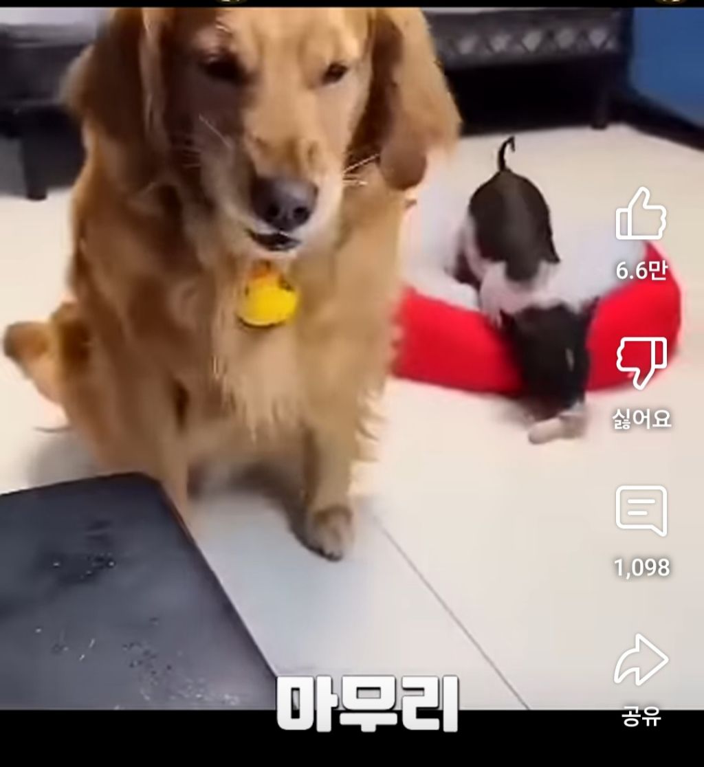 골댕이의 간식을 8:2로 잘라줬을때 반응 | 인스티즈