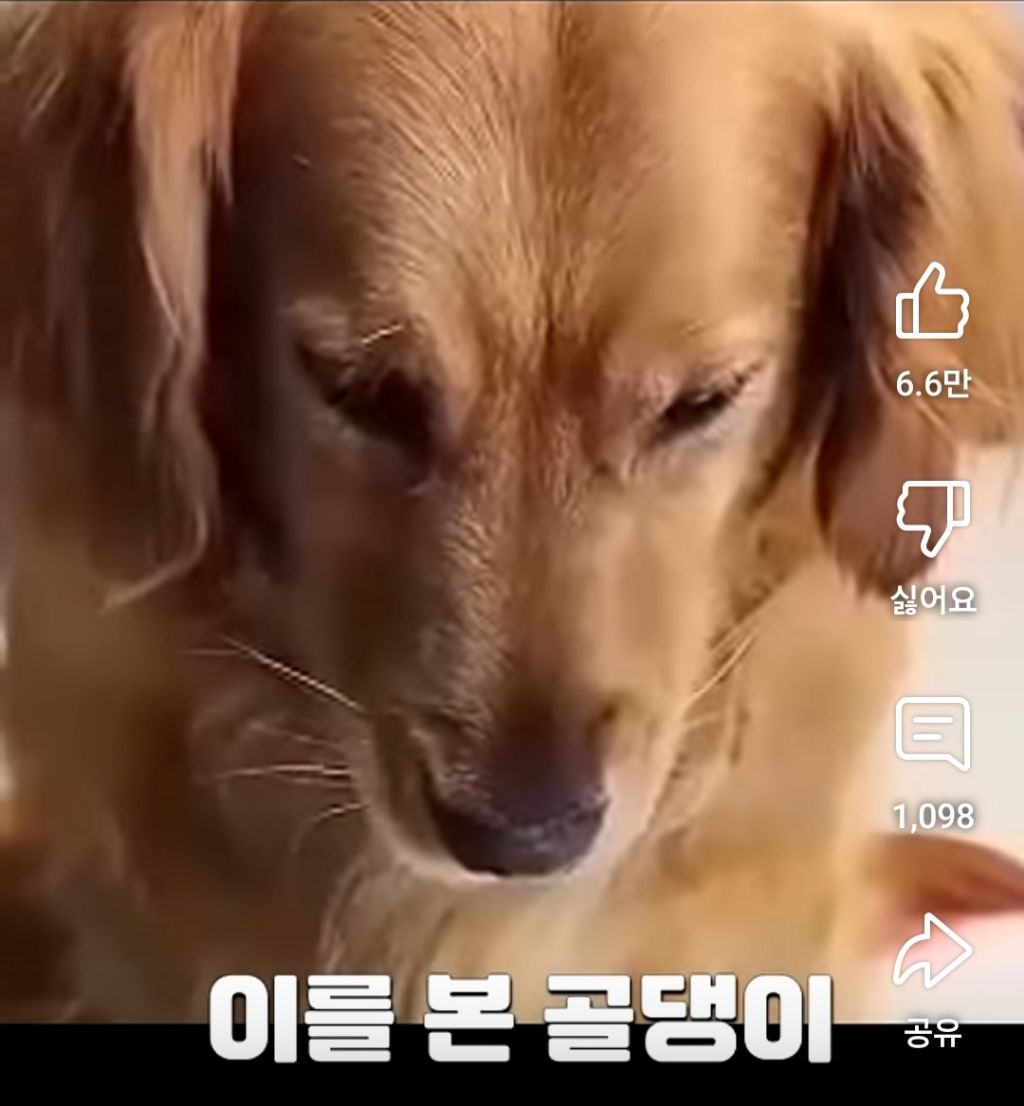 골댕이의 간식을 8:2로 잘라줬을때 반응 | 인스티즈