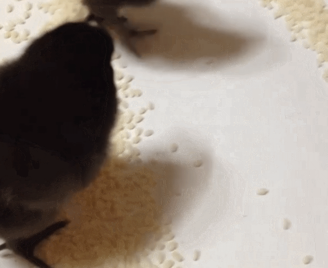 묵은 쌀, 벌레먹은 쌀 구합니다 | 인스티즈