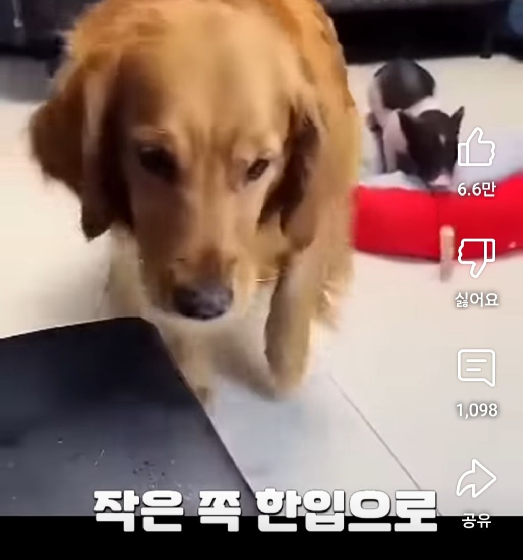 골댕이의 간식을 8:2로 잘라줬을때 반응 | 인스티즈