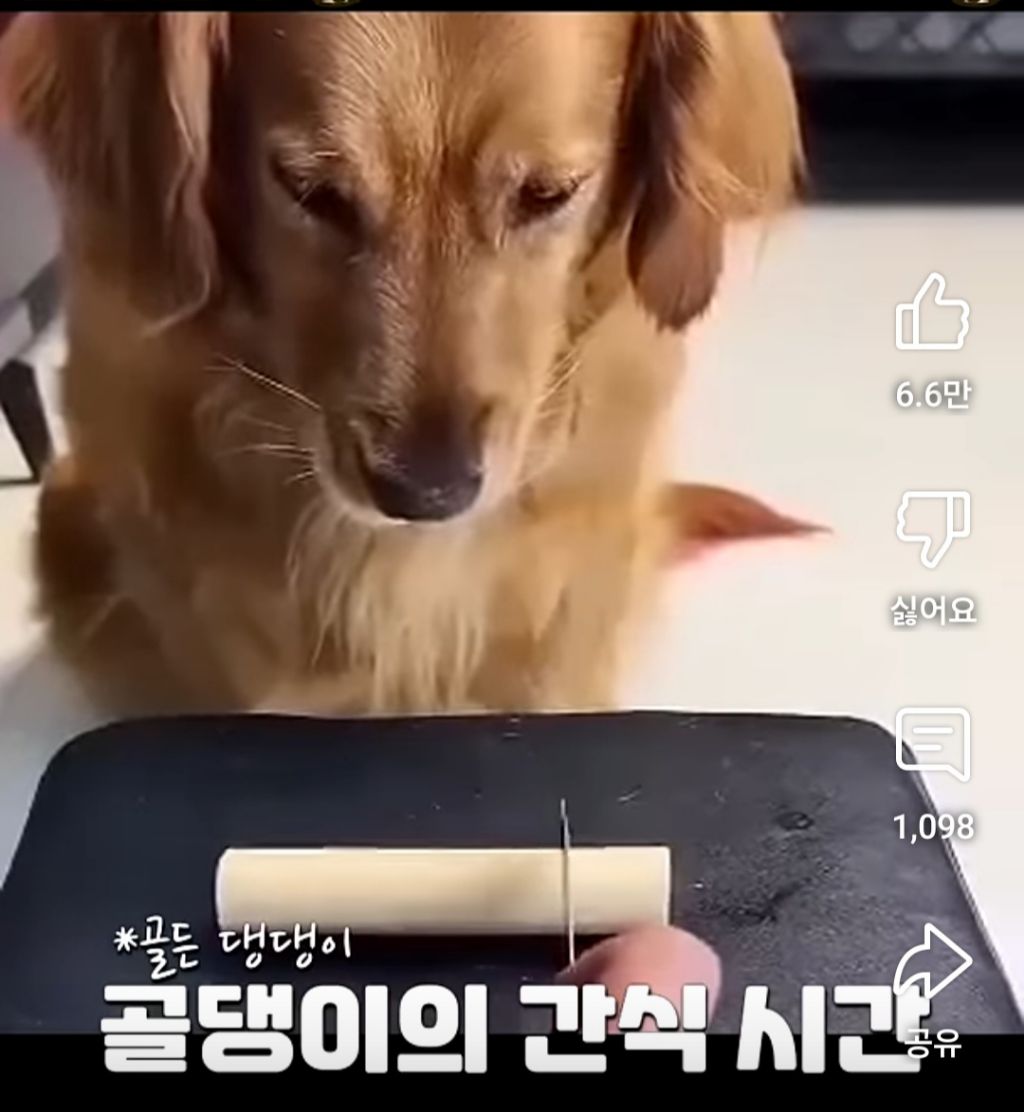 골댕이의 간식을 8:2로 잘라줬을때 반응 | 인스티즈