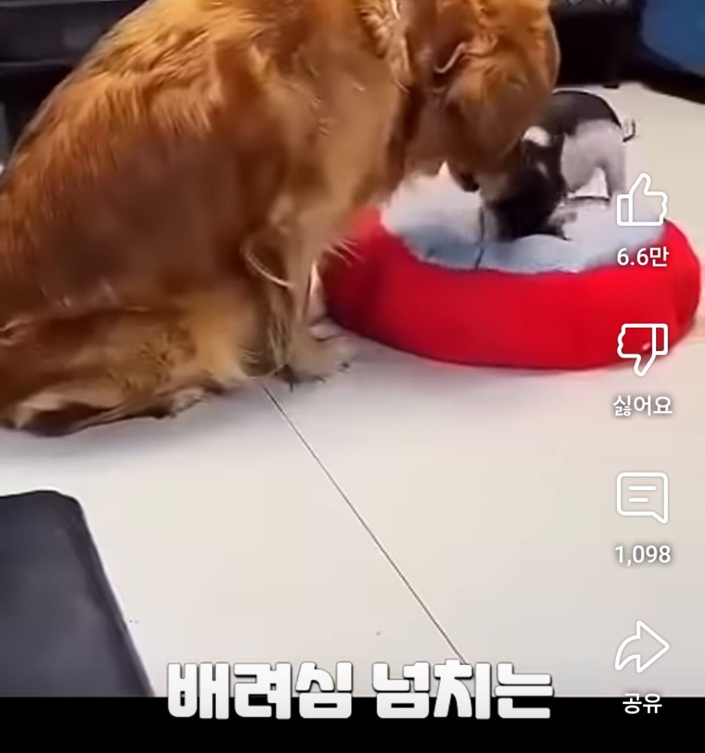 골댕이의 간식을 8:2로 잘라줬을때 반응 | 인스티즈