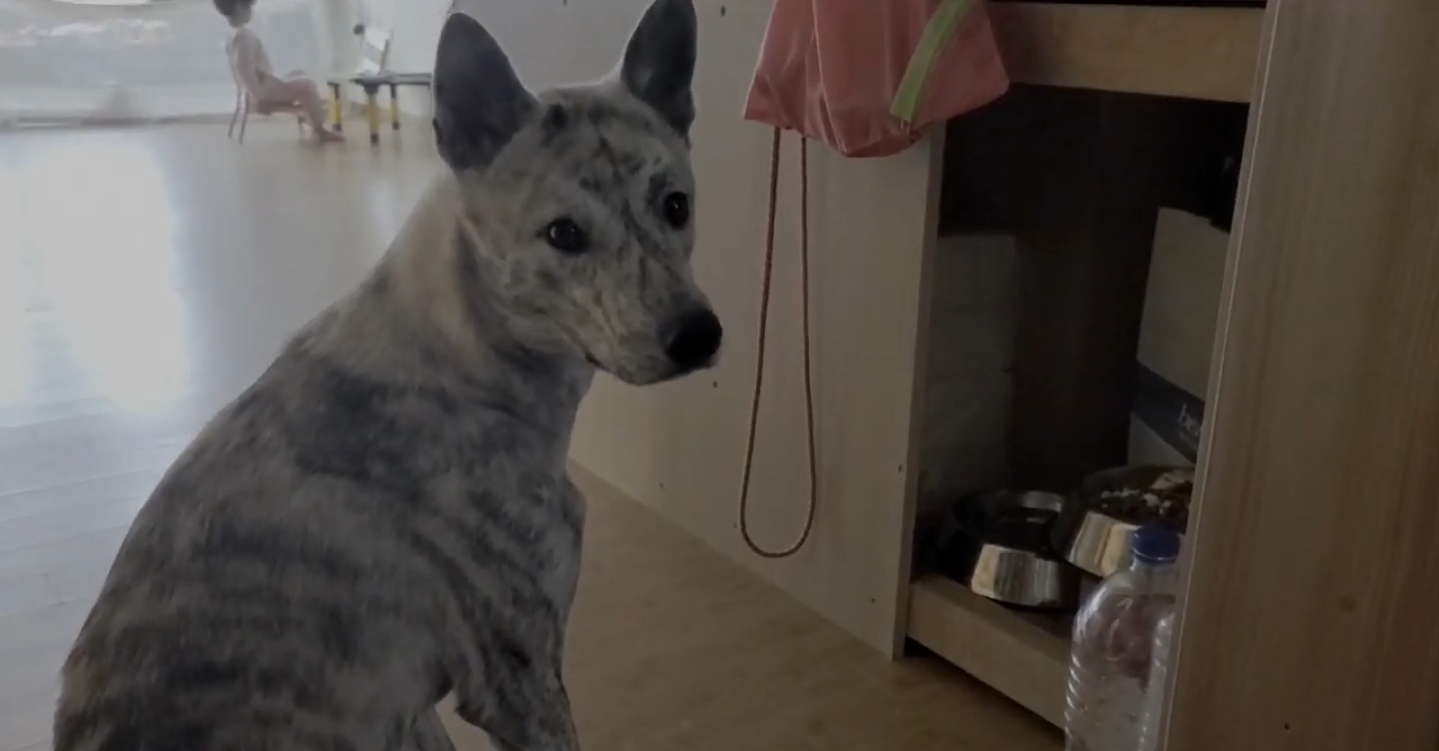 식탐 절제를 제법 잘 하는 진돗개들 | 인스티즈