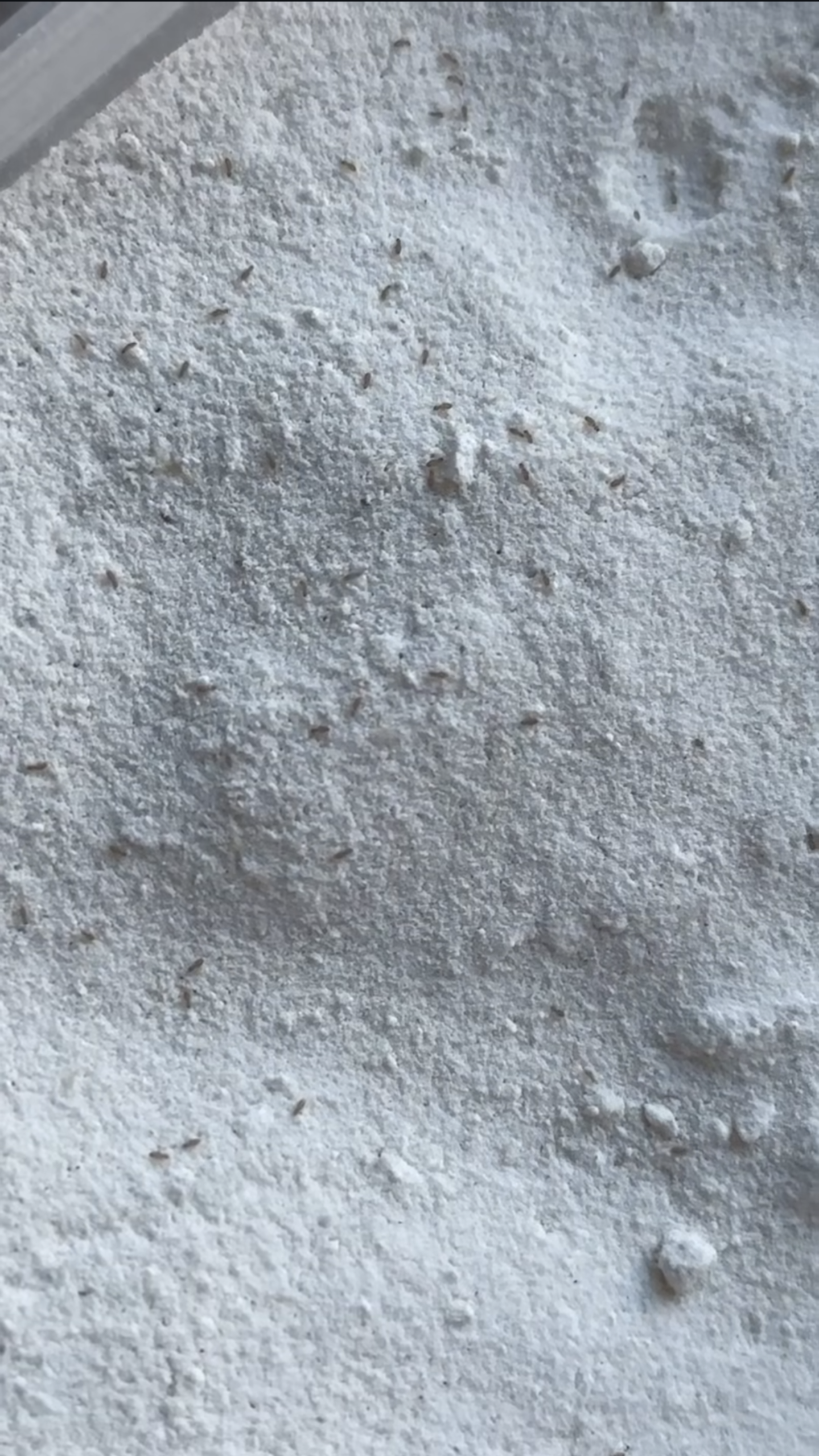 베이킹하려고 밀가루 꺼냈다가 충격먹은 사람 | 인스티즈