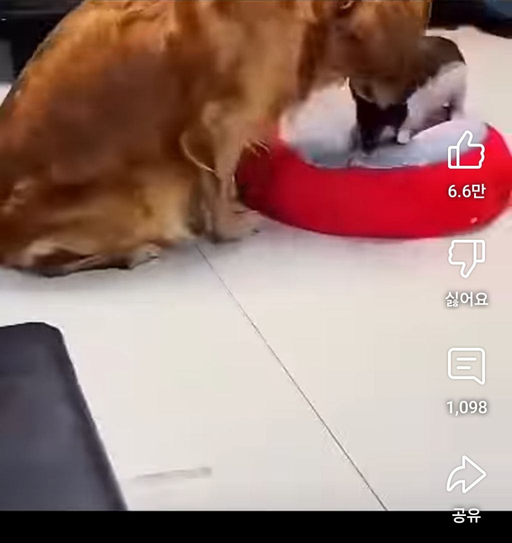 골댕이의 간식을 8:2로 잘라줬을때 반응 | 인스티즈