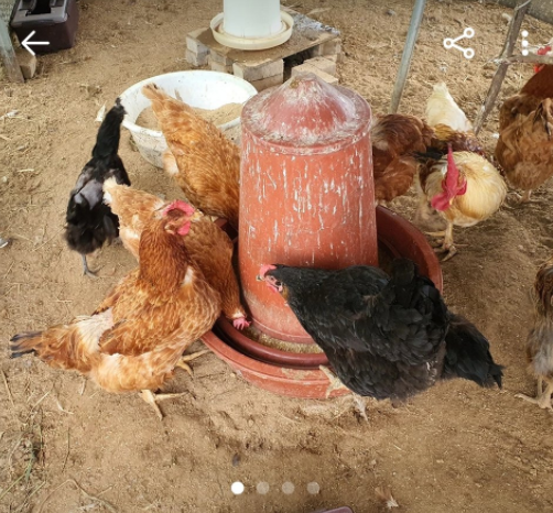 묵은 쌀, 벌레먹은 쌀 구합니다 | 인스티즈