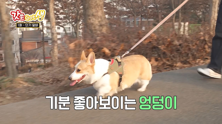 요즘 강아지 산책 한번 시켜주고 받는 비용...jpg | 인스티즈