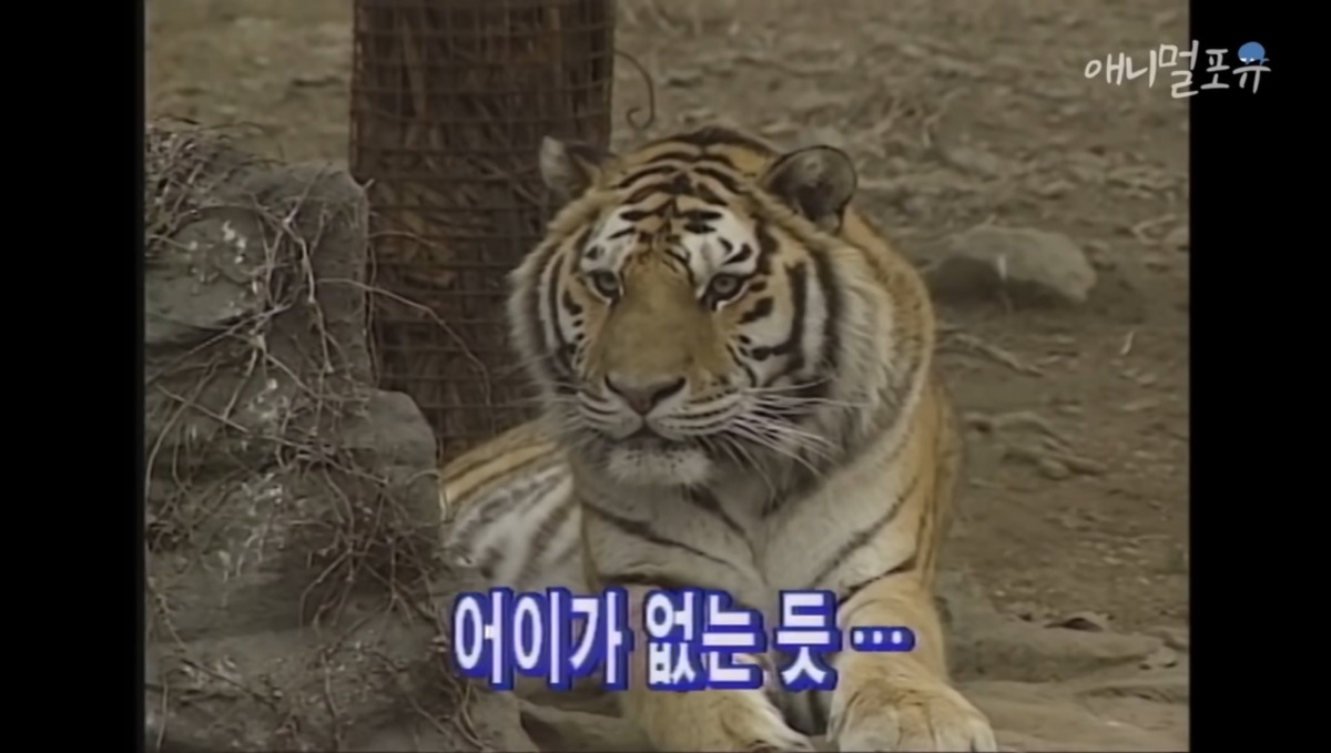 '하룻강아지 범 무서운 줄 모른다' 직접 실험해본 결과 | 인스티즈