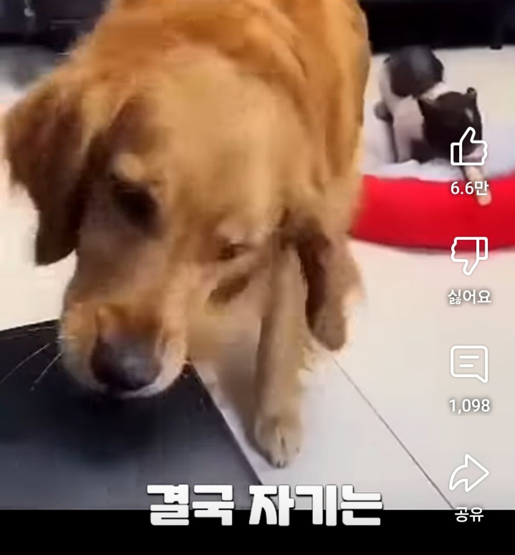 골댕이의 간식을 8:2로 잘라줬을때 반응 | 인스티즈