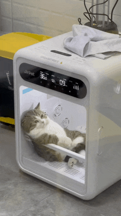 펫 드라이기가 맘에 든 냥이.gif | 인스티즈