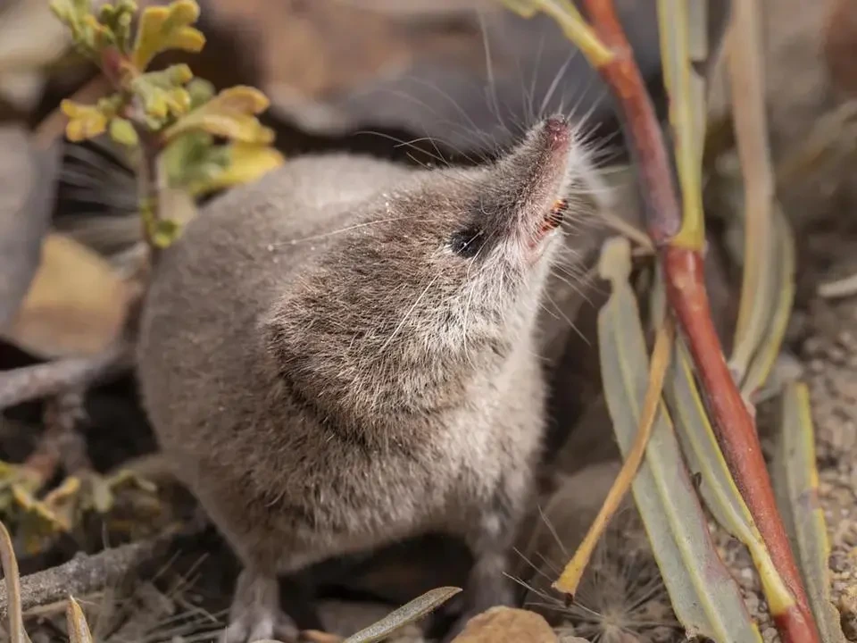120년 만에 사진 찍힌 동물 | 인스티즈