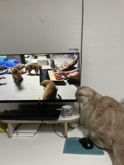 고양이들이 매탈남 채널 잘 본다더니.. 진짜였어 | 인스티즈