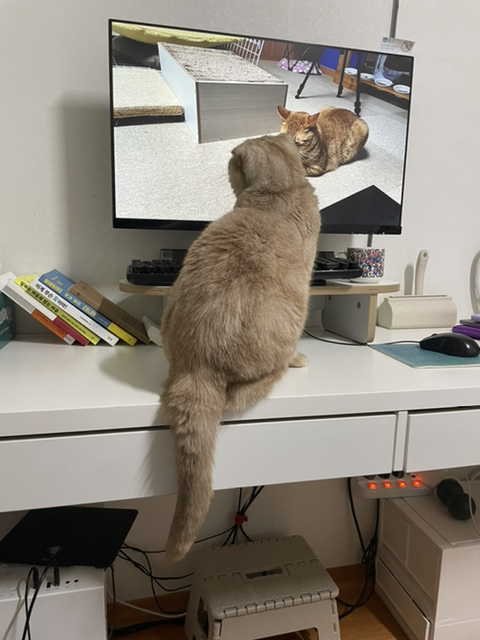 고양이들이 매탈남 채널 잘 본다더니.. 진짜였어 | 인스티즈