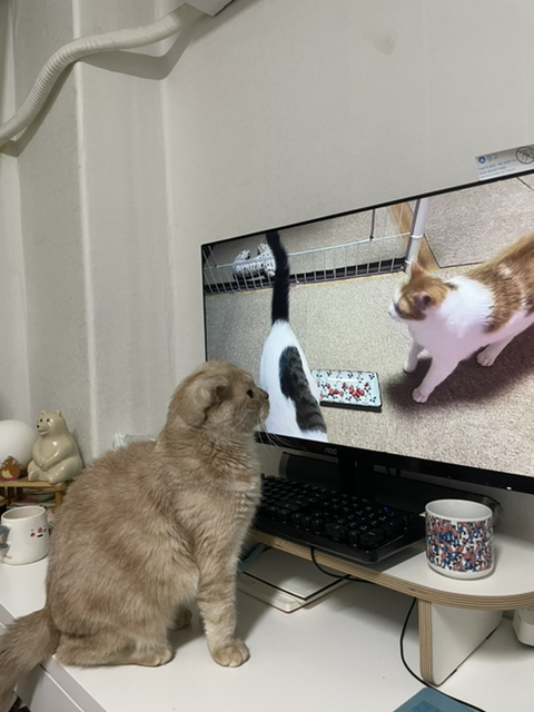 고양이들이 매탈남 채널 잘 본다더니.. 진짜였어 | 인스티즈