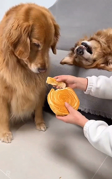 친구에게 먼저 양보하는 착한 멍뭉... | 인스티즈