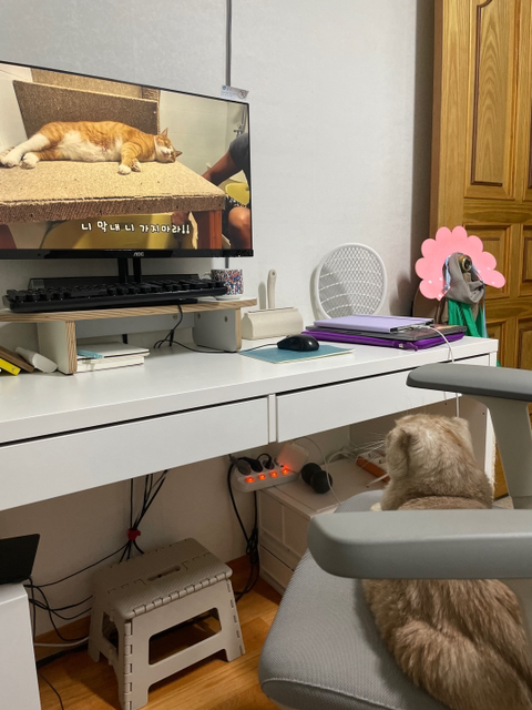 고양이들이 매탈남 채널 잘 본다더니.. 진짜였어 | 인스티즈