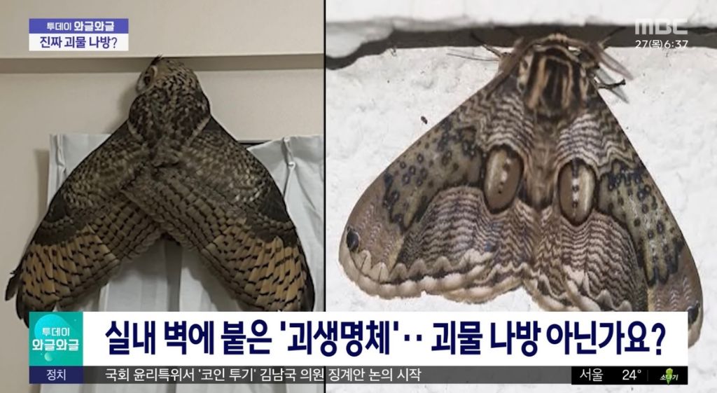 실내벽에 붙은 괴생명체 | 인스티즈