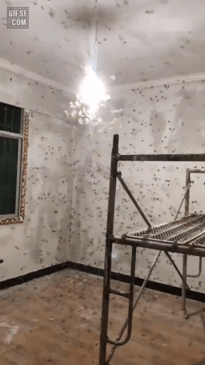 나방에 점령당한 방 | 인스티즈