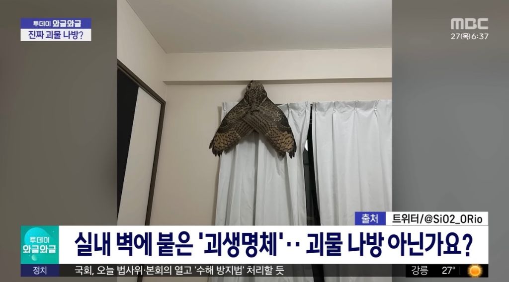 실내벽에 붙은 괴생명체 | 인스티즈