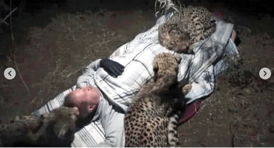 야생에서 노숙하는 사람을 본 치타.jpg | 인스티즈