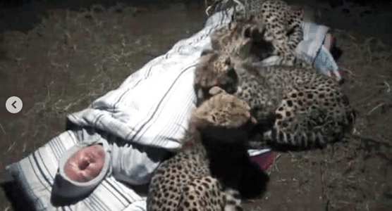 야생에서 노숙하는 사람을 본 치타.jpg | 인스티즈