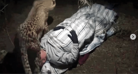 야생에서 노숙하는 사람을 본 치타.jpg | 인스티즈