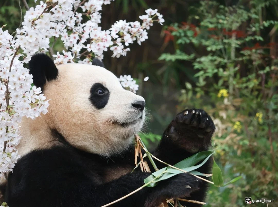 뚠빵공주 푸바오의 사계절 | 인스티즈
