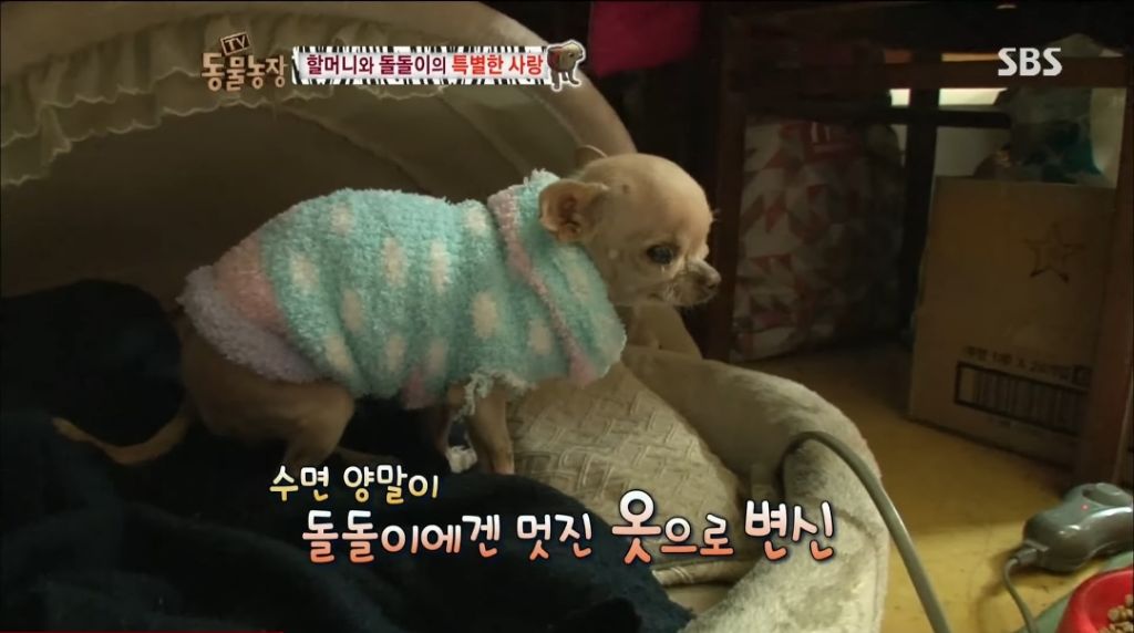 강아지가 안좋은말 들을까봐 귀 막아주는 할머니 | 인스티즈