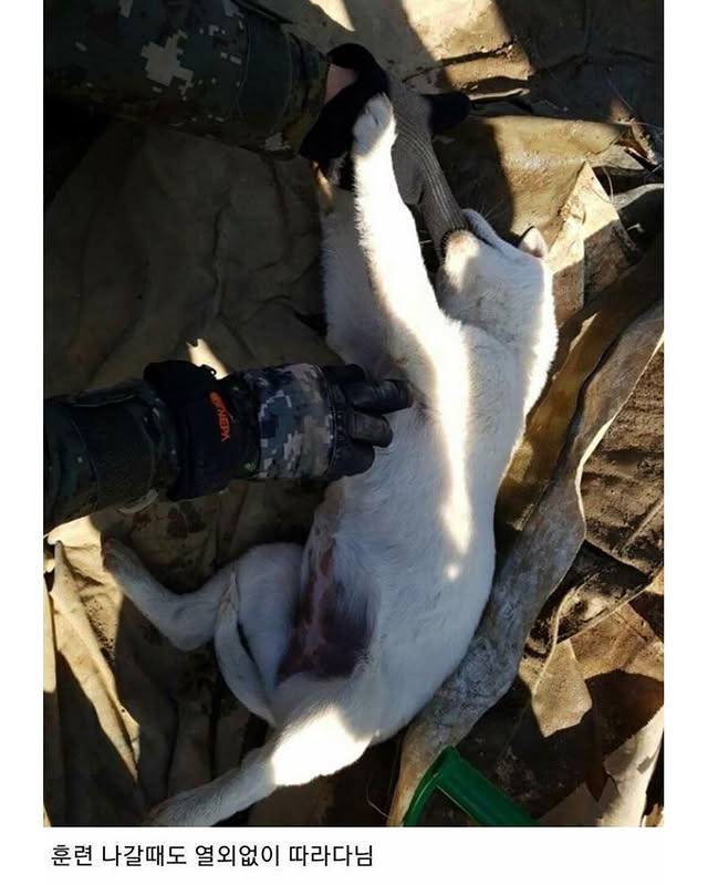 군부대에 들어와 살기 시작한 멍구 | 인스티즈