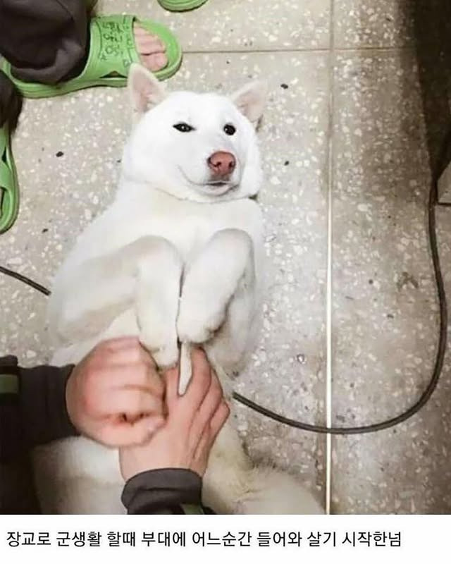 군부대에 들어와 살기 시작한 멍구 | 인스티즈