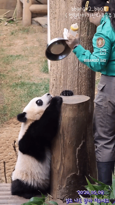 자기 쓰다듬어 달라고 애교부리는 루이바오🐼 | 인스티즈