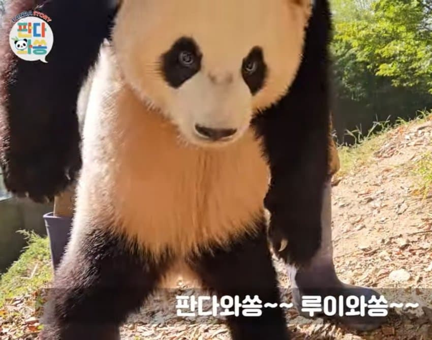 자기 쓰다듬어 달라고 애교부리는 루이바오🐼 | 인스티즈