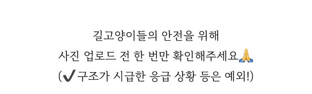 길고양이 사진을 sns에 올릴 때 주의해야 하는 이유 | 인스티즈