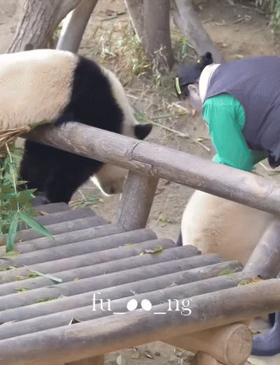 자기 쓰다듬어 달라고 애교부리는 루이바오🐼 | 인스티즈