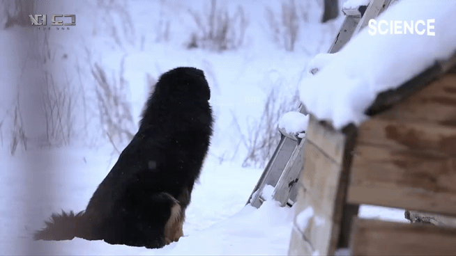 -30도 겨울에 태어나는 몽골 강아지 -상- | 인스티즈