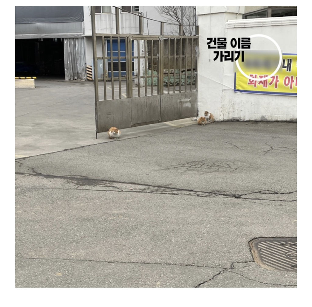 길고양이 사진을 sns에 올릴 때 주의해야 하는 이유 | 인스티즈