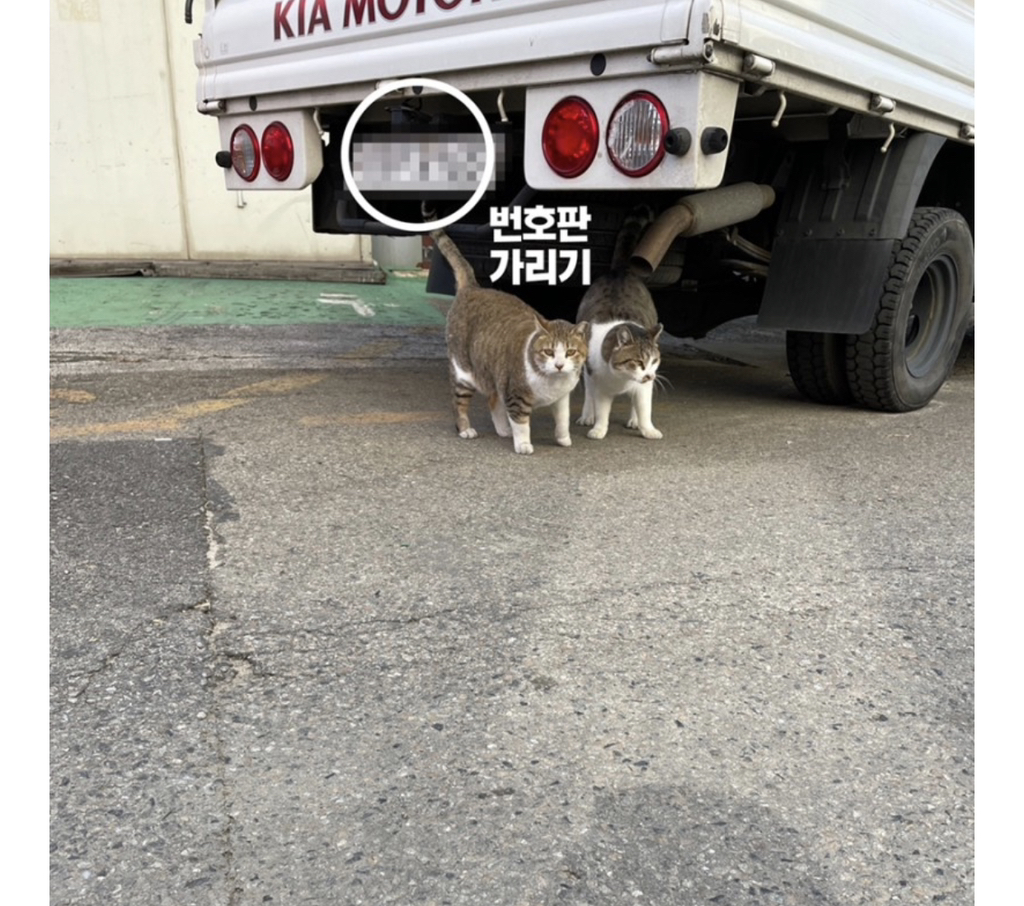 길고양이 사진을 sns에 올릴 때 주의해야 하는 이유 | 인스티즈